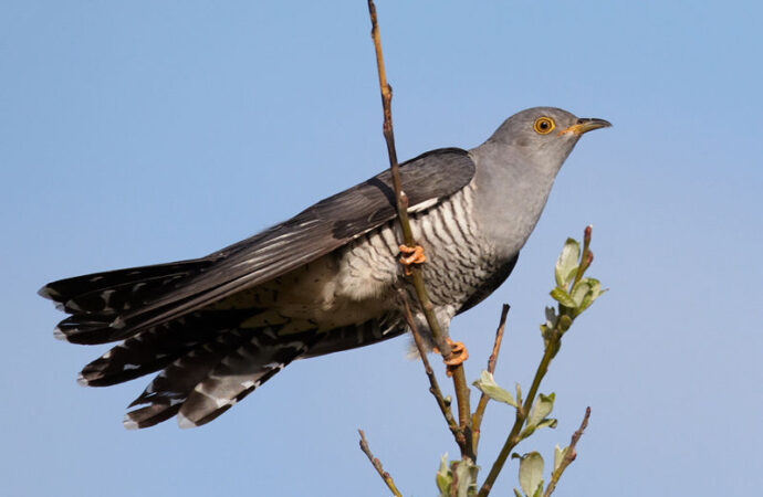 Il Cuculo un uccello parassita