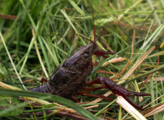 Il Gambero rosso della Louisiana