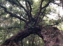 Natura