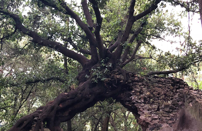 Natura