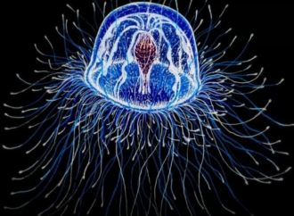 Il curioso caso della Turritopsis nutricula