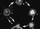 https://www.researchgate.net/publication/10715951_Morphological_and_ultrastructural_analysis_of_Turritopsis_nutricula_during_life_cycle_reversal