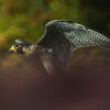 Il Falco peregrinus, uccello da record