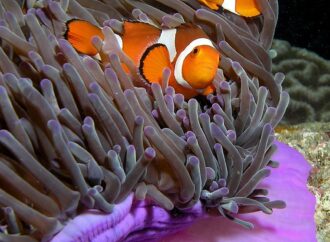 Il pesce pagliaccio