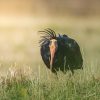 Ibis Eremita, l’ultimo sforzo contro l’estinzione