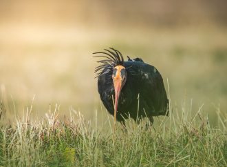 Ibis Eremita, l’ultimo sforzo contro l’estinzione