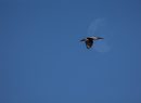 Ibis - Francesco Simonetta