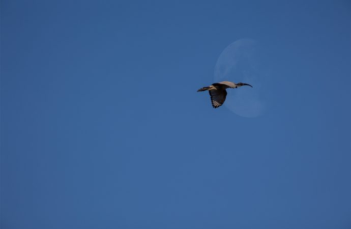 Ibis - Francesco Simonetta