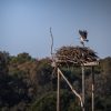 Il ritorno del Falco Pescatore