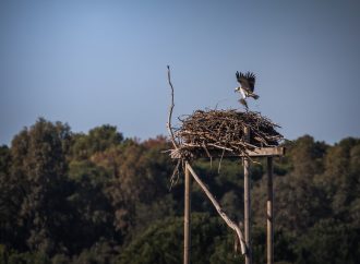 Il ritorno del Falco Pescatore