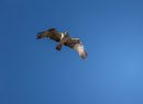 Falco di Palude, Diaccia Botrona, F. Simonetta