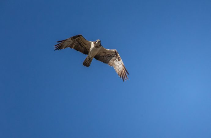 Falco di Palude, Diaccia Botrona, F. Simonetta