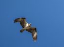 Falco di Palude, Diaccia Botrona, F. Simonetta
