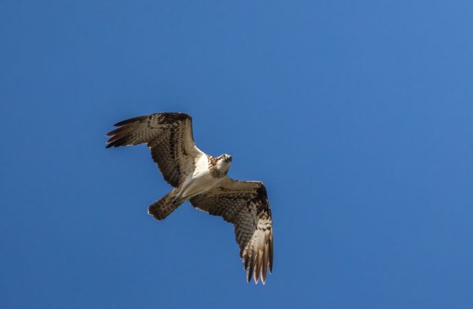 Falco di Palude, Diaccia Botrona, F. Simonetta
