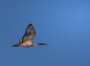 Ibis Sacro- Francesco Simonetta