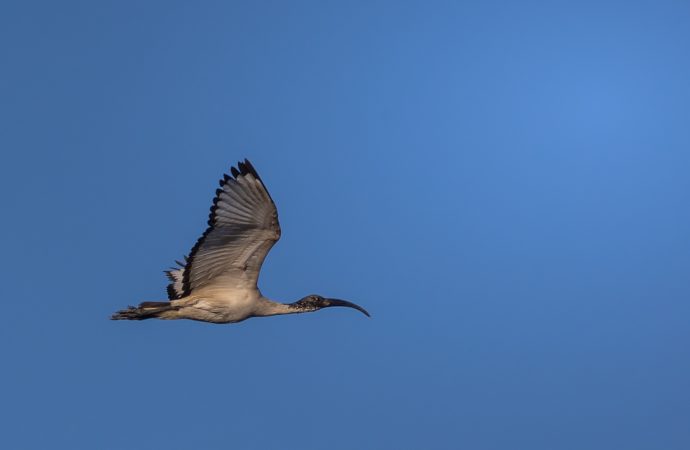 Ibis Sacro- Francesco Simonetta